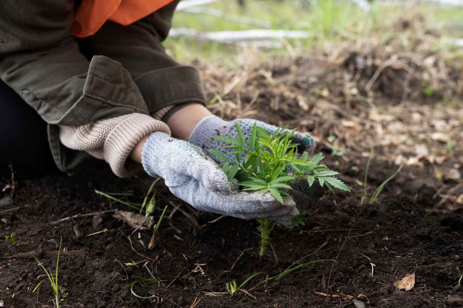 Best Tree Branch Trimming  in Olympia Heights, FL